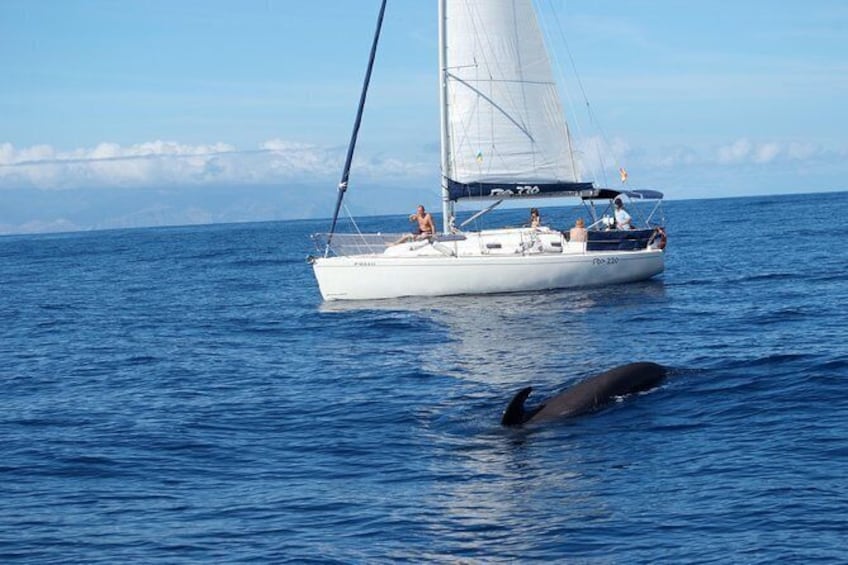 Whale and Dolphin Watching Sailing Boat with Drinks, Snacks and Swimming Time