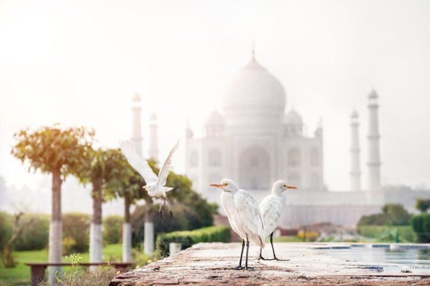 Taj Mahal entrance ticket with optional add-ons