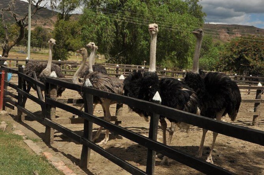 Show item 1 of 6. Skip the Line: Granja de Avestruces Admission Ticket