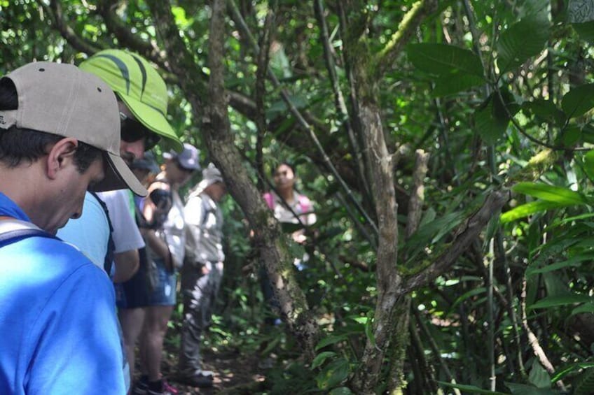 Mombacho Volcano Trails and Zip line - Amazing natural landscapes