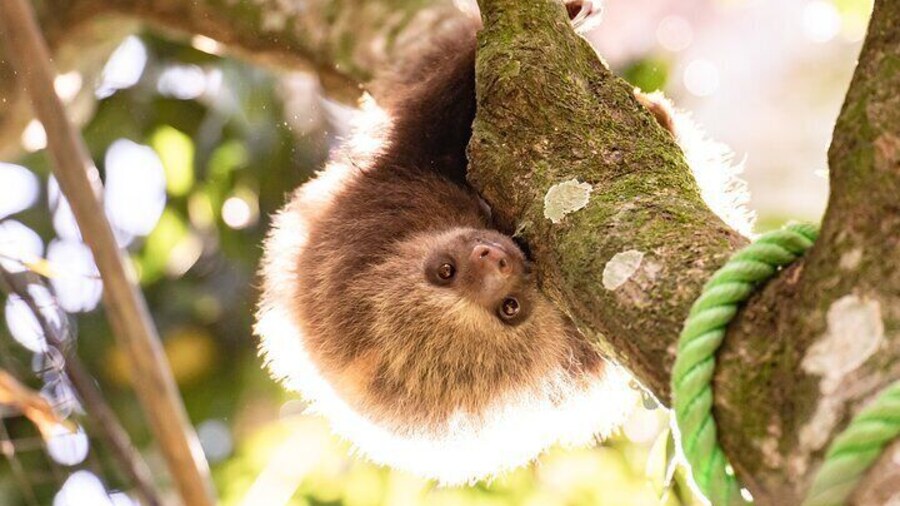 One of the released sloths, around for a visit