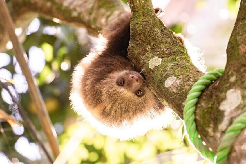 One of the released sloths, around for a visit