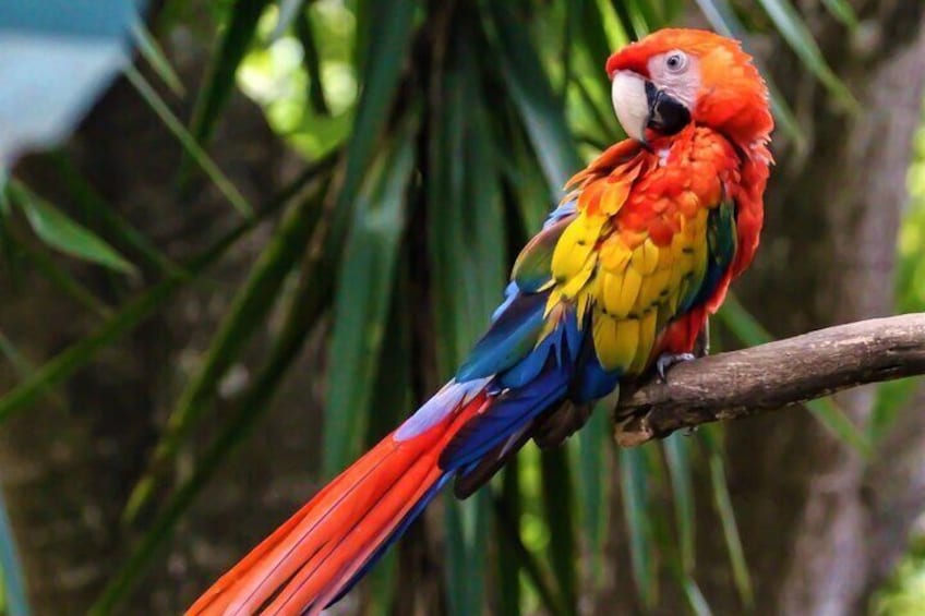 Scarlet macaw