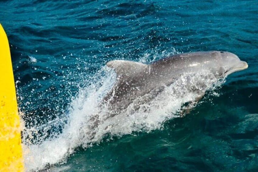 You could see a dolphin in the wild.