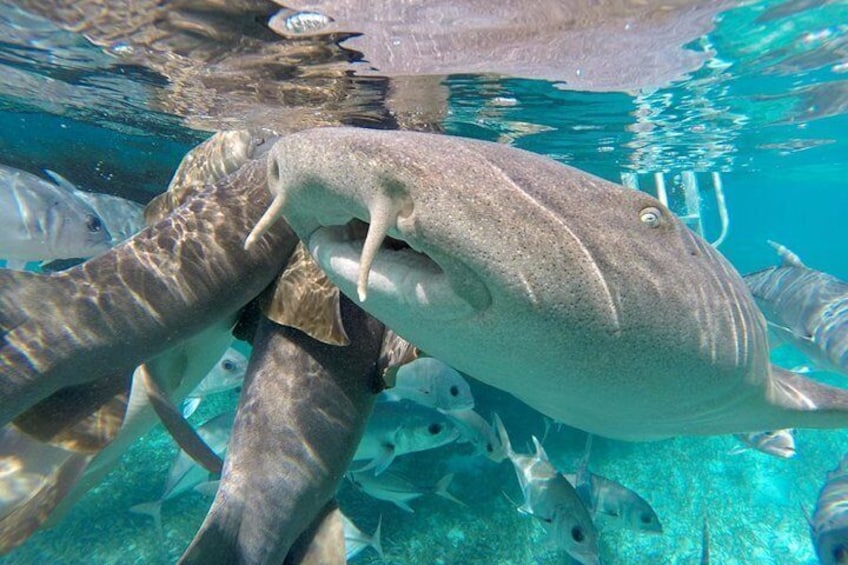 Get a bonus and swim with nurse sharks, turtles and rays...