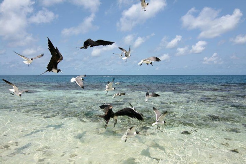 Stroll around and meet the birds on the island...