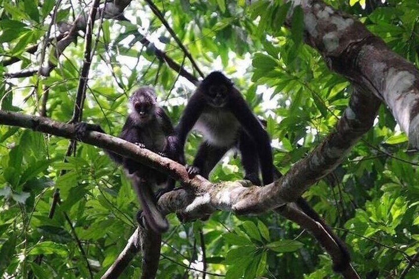 Searching for Howler Monkeys...