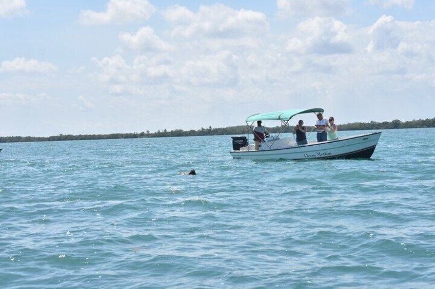 Manatees.