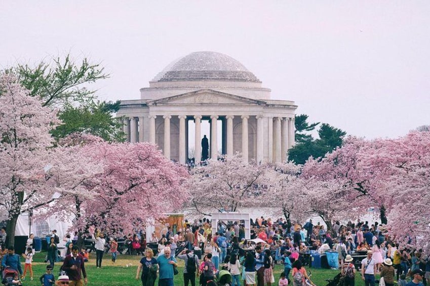 Cherry Blossom trees