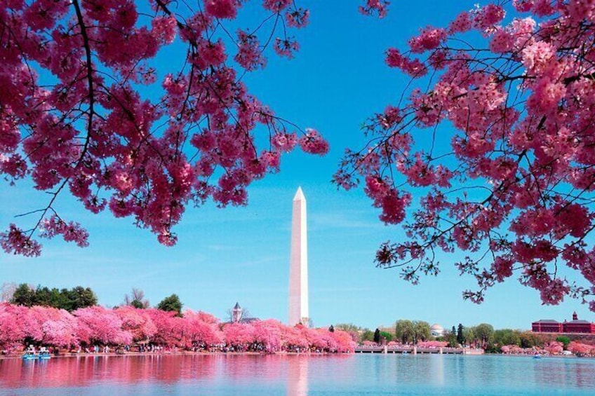 Cherry Blossom DC Tour with 10+ Stops and Optional Tickets