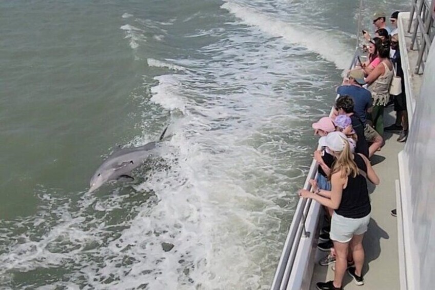 Dolphins Swimming with the Boat. 