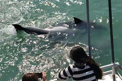 Ruta ecoturística con avistamiento de delfines desde la isla South Padre