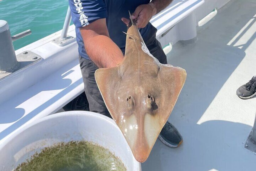 Shovel Nose Ray.