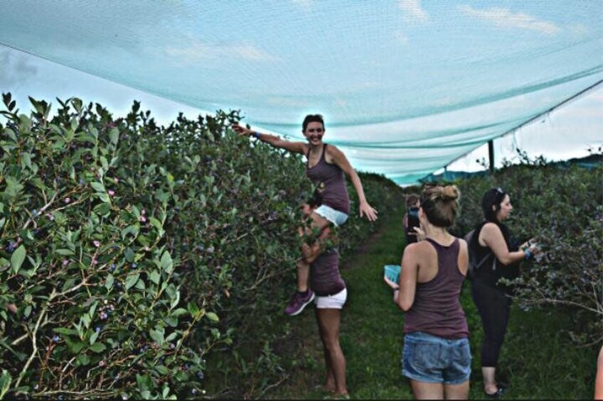 Blueberry Picking & Bachelorettes!