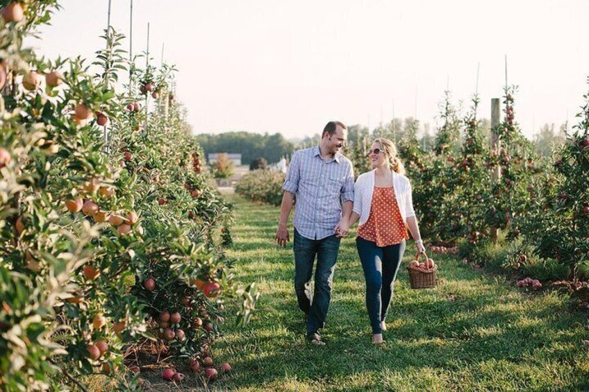 Feel the Essence of Nature Fruit Picking in the Orchards!