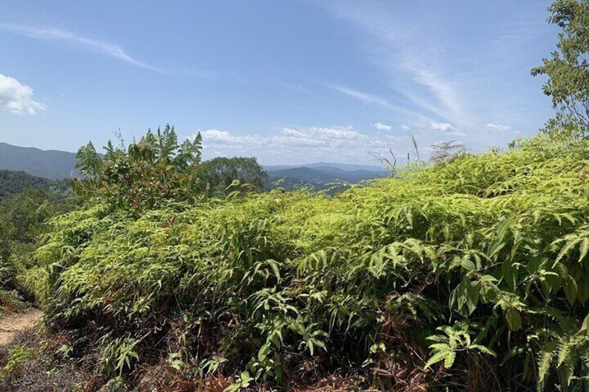 Tiger Ferns