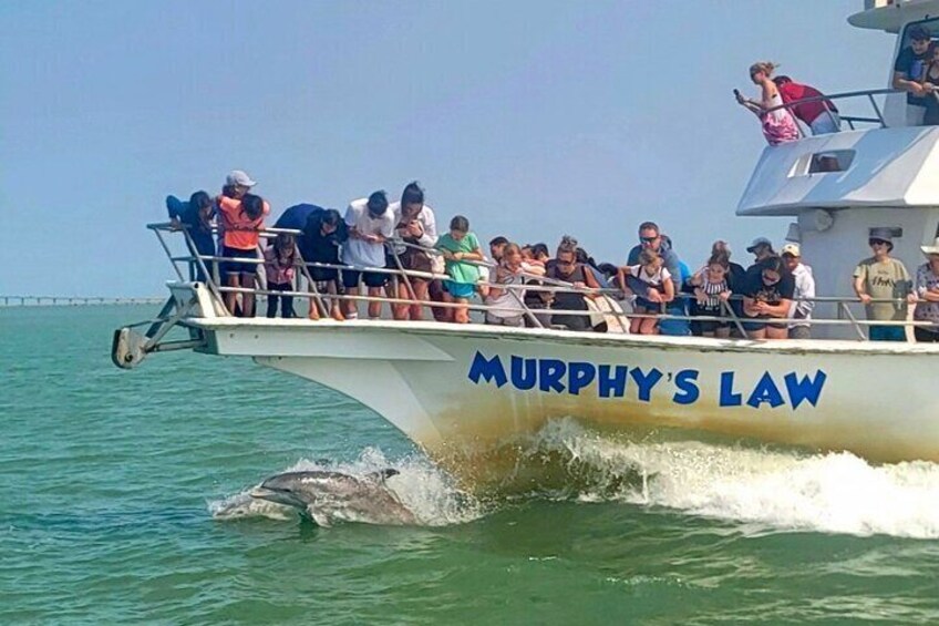 Dolphins Swimming with the Boat