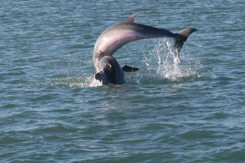 90-Minute Dolphin Watch Tour of South Padre Island