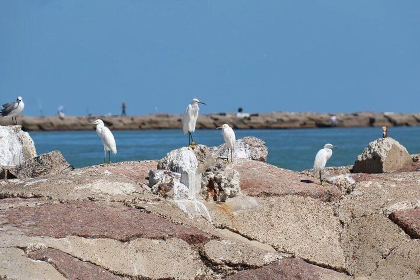 90-Minute Dolphin Watch Tour of South Padre Island