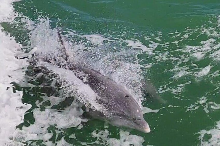 90-Minute Dolphin Watch Tour of South Padre Island
