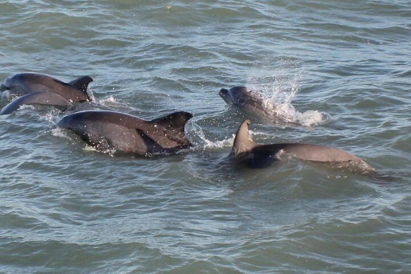 90-Minute Dolphin Watch Tour of South Padre Island