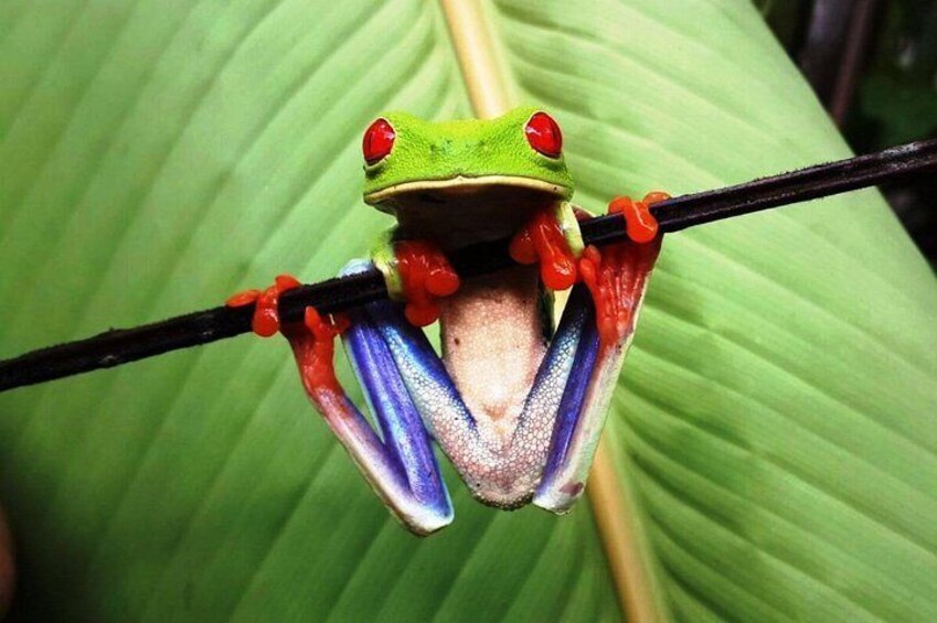 Red Eyed frog in Arenal