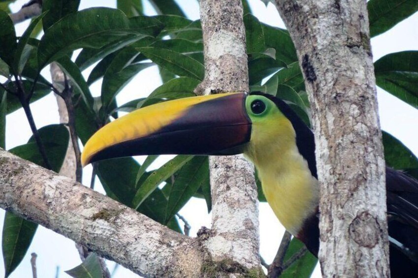 Beautiful Toucan in the wild