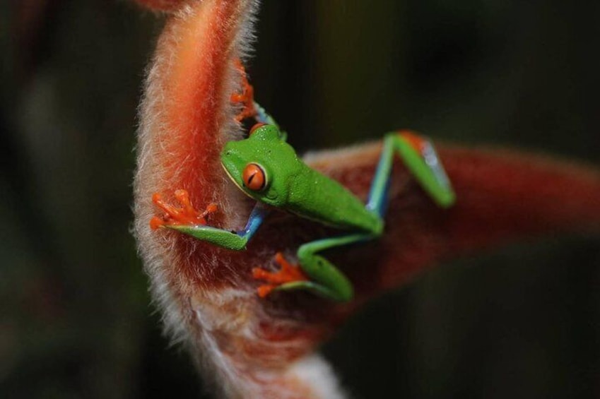 Red eyed frog