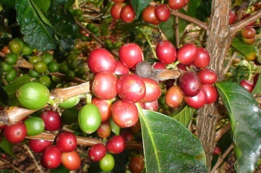 Learn about Costa Rican coffee