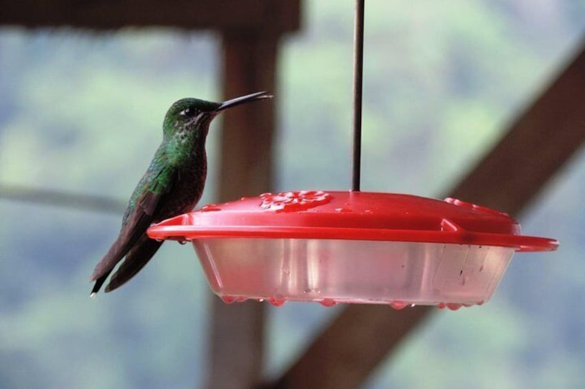 Hummingbirds observation point