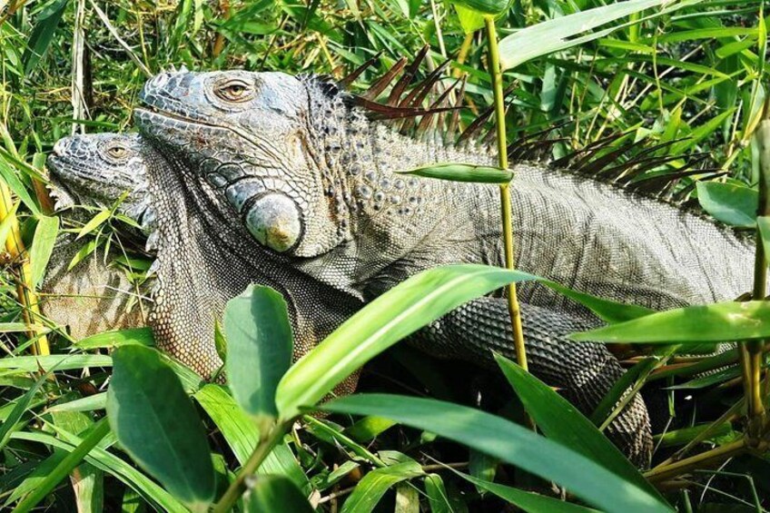 Iguanas observation point