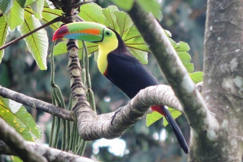 Toucan in the Rainforest