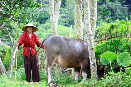 Pu Luong & Ninh Binh 3 Days Group Tour from Hanoi Old Quarter