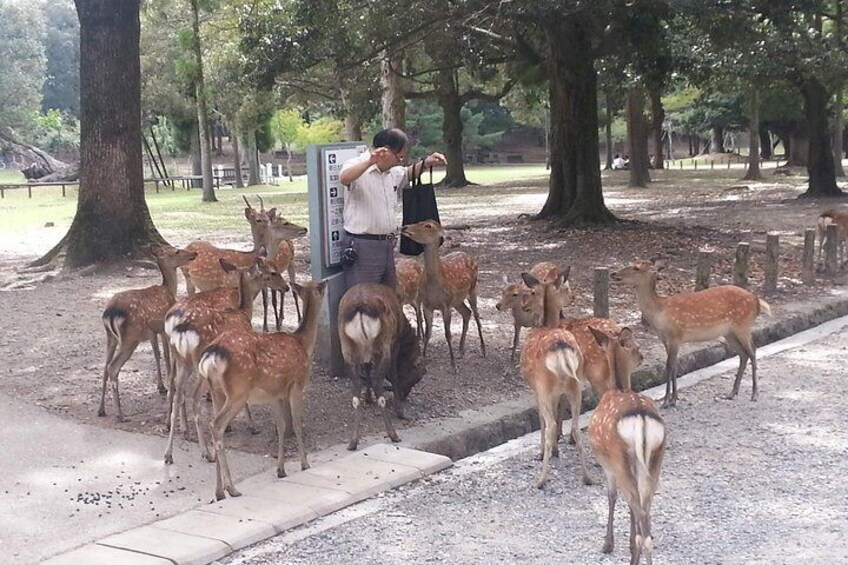 deers at Nara park