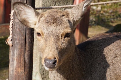 Nara Todaiji Lazy Bird Walking Tour