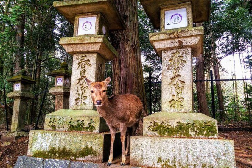 Kasuga Taisha Shrine