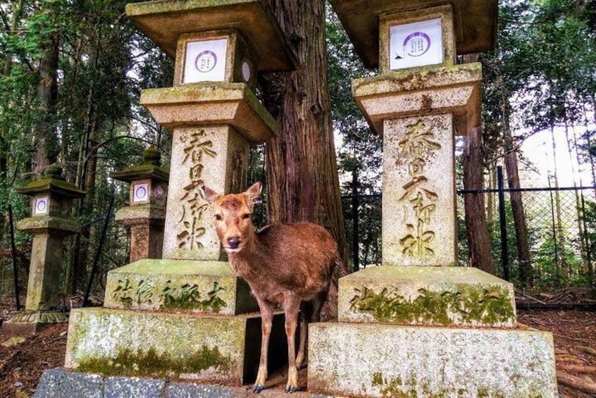 Kasuga Taisha Shrine
