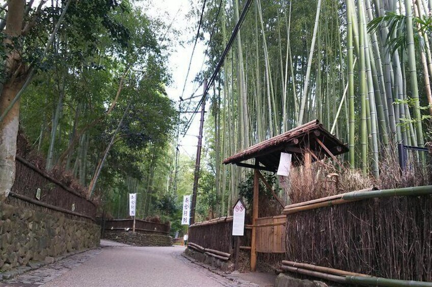 Bamboo Grove