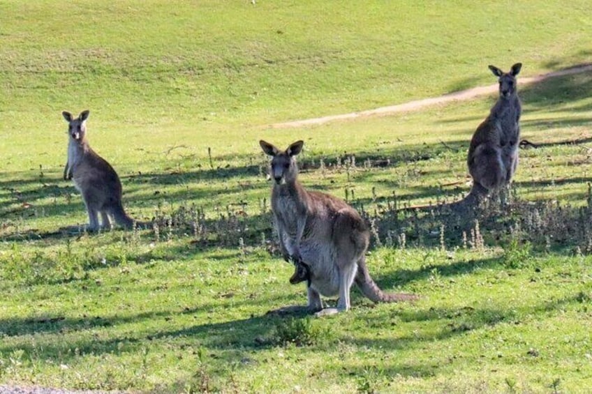 Great Ocean Road Tour with Lunch