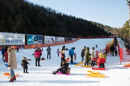 [Private Tour] Nami Island & Snow Viewing and Snow sleigh (More Members Les...