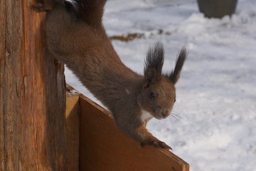 [Private Tour] Nami Island & Ski (Ski Lesson, Equip & Clothing Included)