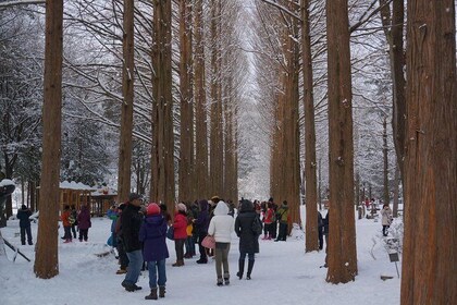  Private Tour Nami Island with Petite France or The Garden of Morning Calm