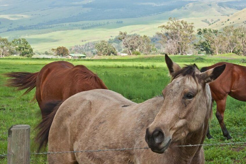 Drive through the pastures of Waimea