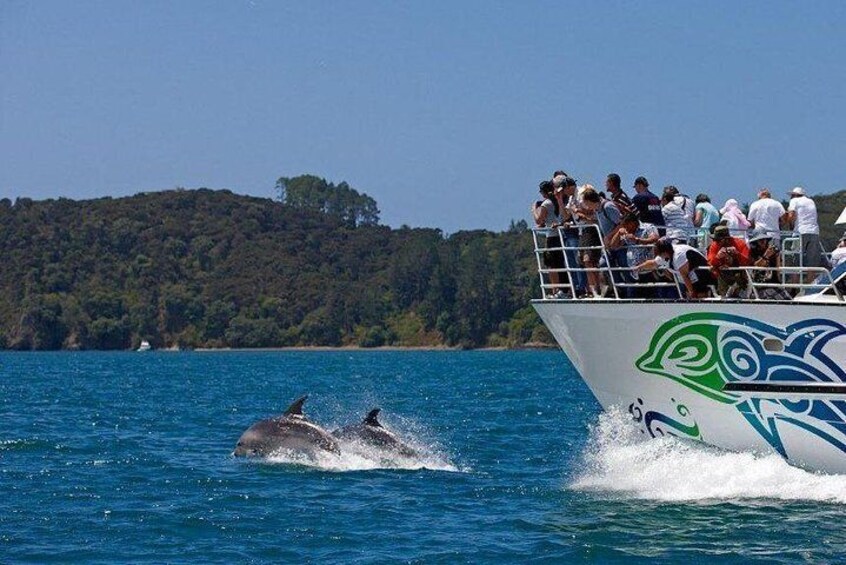 Dolphin Watching