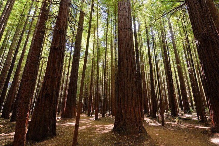 Redwood Forest