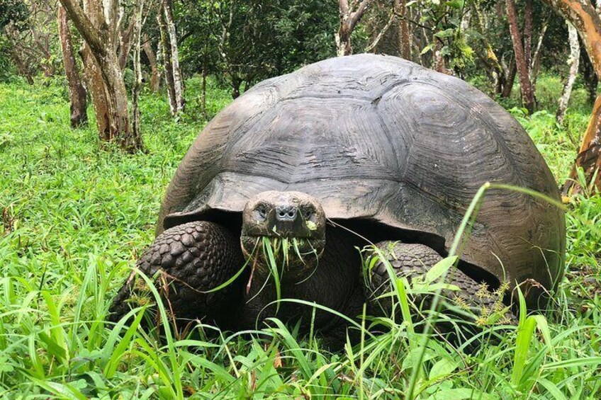 The Giant Tortoise Experience | Lava Tubes + Los Gemelos (Shared Tour)