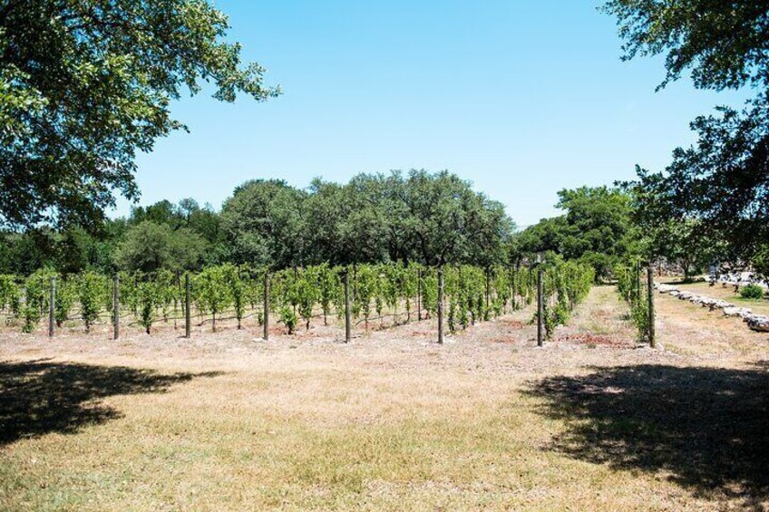 Texas Vineyard