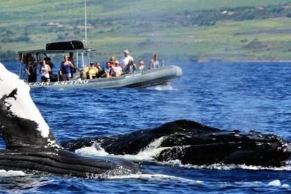 Eye-Level Whale Watching 2 Hour Eco-Raft Tour from Lahaina, Maui