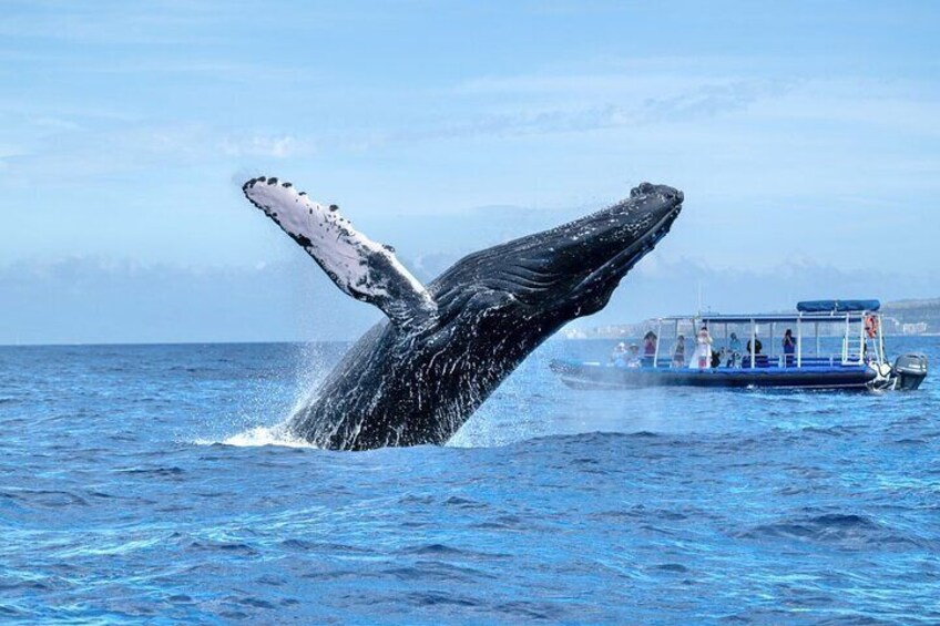 This is not photoshopped! It sure looks like it! Amazing photo by one of our guests while whale watching!