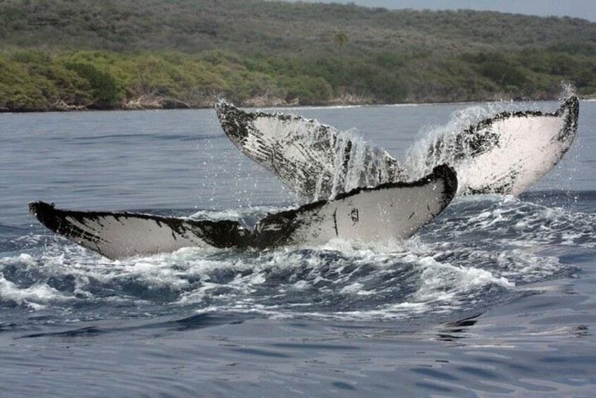 Up-Close Whale Watch Boat Tour from Lahaina